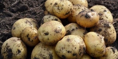 Sorta krompira riviera: karakteristike, recenzije